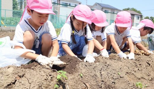 じゃがいもの収穫