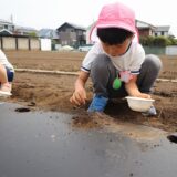 年長とうもろこしの種まき