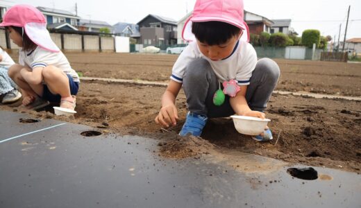 年長とうもろこしの種まき