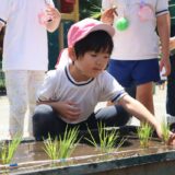 ちいさな田んぼ