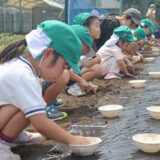 年中大根の種まき